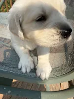 Snowflake , a female English Cream Golden Retriever for sale in Virginia, VA – 1 of 10