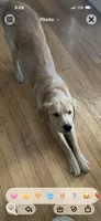 Charlie, a male Golden Retriever for sale in Virginia, VA – 9 of 9