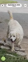 Fancy She So Sweet Of Rolling Hills , a female English Cream Golden Retriever for sale in Virginia, VA – 7 of 7