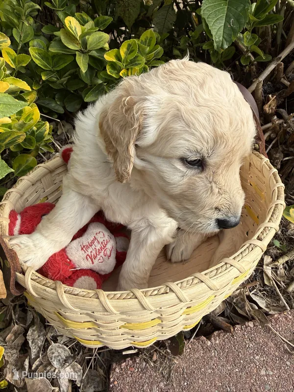 Blizzard  – Goldendoodle puppy for sale in Virginia, VA