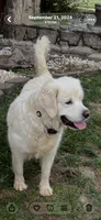 Fancy She So Sweet Of Rolling Hills , a female English Cream Golden Retriever for sale in Virginia, VA – 6 of 7