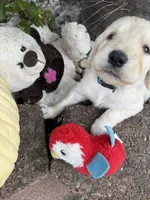 Nipper, a male Goldendoodle for sale in Virginia, VA – 7 of 10