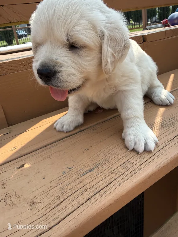 Snowflake  – English Cream Golden Retriever puppy for sale in Virginia, VA