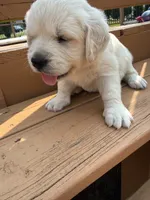 Snowflake , a female English Cream Golden Retriever for sale in Virginia, VA – 9 of 10