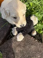 Jasper, a male Goldendoodle for sale in Virginia, VA – 6 of 10