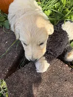 Jasper, a male Goldendoodle for sale in Virginia, VA – 10 of 10