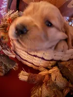 Princess , a female Golden Retriever for sale in Virginia, VA – 9 of 10