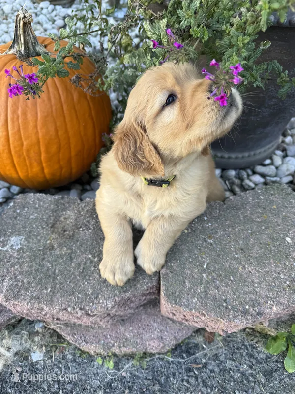 Princess  – Golden Retriever puppy for sale in Virginia, VA
