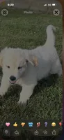 Ringo , a male English Cream Golden Retriever for sale in Virginia, VA – 7 of 10