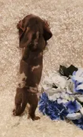 Hurshal, a male Miniature Dachshund for sale in Belgrade, MN – 6 of 10