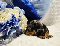 Q Ball, a male Miniature Dachshund for sale in Belgrade, MN – 8 of 9
