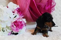 Wendy, a female Miniature Dachshund for sale in Belgrade, MN – 9 of 9