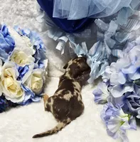 Cudda, a male Miniature Dachshund for sale in Belgrade, MN – 5 of 9