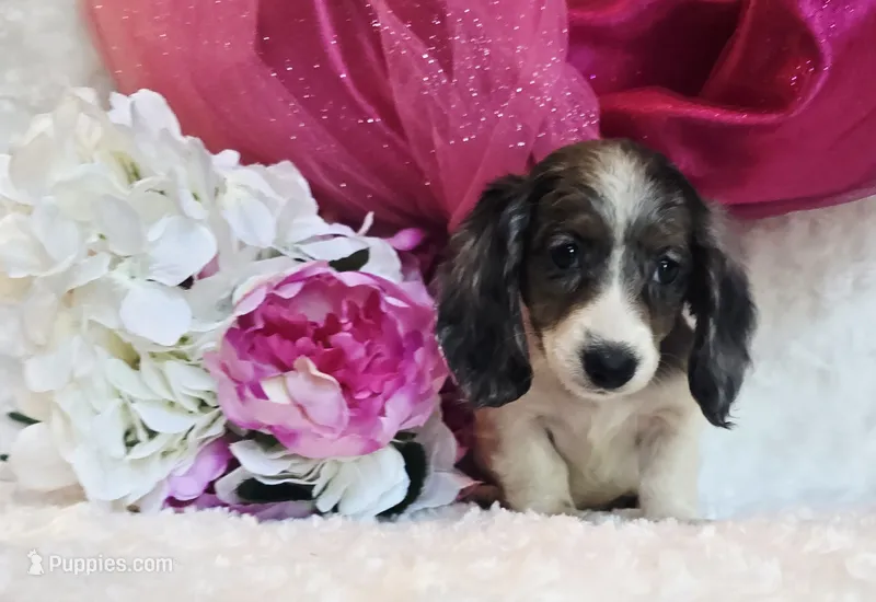 Jewels  – Miniature Dachshund puppy for sale in Belgrade, MN