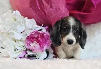 Jewels , a female Miniature Dachshund for sale in Belgrade, MN – 1 of 10
