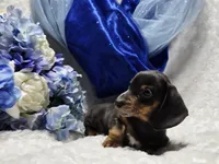 Blue, a male Miniature Dachshund for sale in Belgrade, MN – 5 of 7