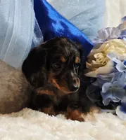 Caption , a male Miniature Dachshund for sale in Belgrade, MN – 2 of 10