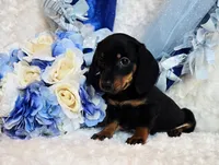 Doda , a male Miniature Dachshund for sale in Belgrade, MN – 9 of 9