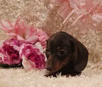 Kisses, a female Miniature Dachshund for sale in Belgrade, MN – 3 of 6