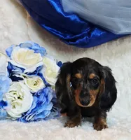 Scoutt, a male Miniature Dachshund for sale in Belgrade, MN – 6 of 10