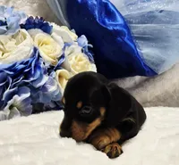 Stan, a male Miniature Dachshund for sale in Belgrade, MN – 4 of 7