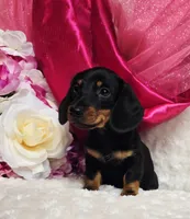 Sally, a female Miniature Dachshund for sale in Belgrade, MN – 2 of 10