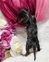 Sadie, a female Miniature Dachshund for sale in Belgrade, MN – 6 of 10
