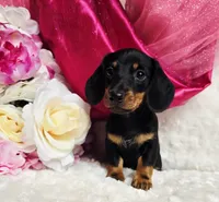 Sally, a female Miniature Dachshund for sale in Belgrade, MN – 3 of 10