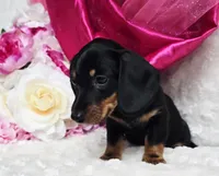 Sally, a female Miniature Dachshund for sale in Belgrade, MN – 5 of 10