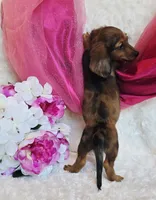 Red Reena , a female Miniature Dachshund for sale in Belgrade, MN – 8 of 10