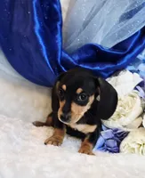 processed/36cee6ff-0d12-4806-8c58-606a1ca5f04d/listing/0f8dc861-12bc-4534-b0bf-4d44f2e65267/26c09be5-4c8f-4cc9-a778-fbee115aacd3