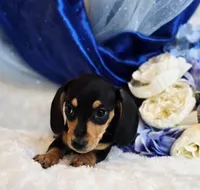 processed/36cee6ff-0d12-4806-8c58-606a1ca5f04d/listing/0f8dc861-12bc-4534-b0bf-4d44f2e65267/3177045d-7d8d-4878-851d-6c0fa4f71fda