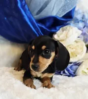 processed/36cee6ff-0d12-4806-8c58-606a1ca5f04d/listing/0f8dc861-12bc-4534-b0bf-4d44f2e65267/70504be5-184e-4794-8640-b0b96fee8235