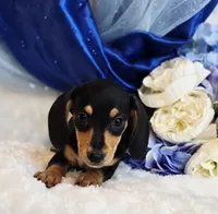 processed/36cee6ff-0d12-4806-8c58-606a1ca5f04d/listing/0f8dc861-12bc-4534-b0bf-4d44f2e65267/7f137069-fb03-496d-b3cb-79b5216a2a59