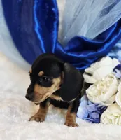 processed/36cee6ff-0d12-4806-8c58-606a1ca5f04d/listing/0f8dc861-12bc-4534-b0bf-4d44f2e65267/d841e805-55c5-4dd3-8a96-3a3c6629003d