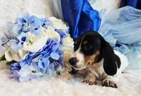 Goose, a male Miniature Dachshund for sale in Belgrade, MN – 3 of 8