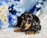 Boo, a male Miniature Dachshund for sale in Belgrade, MN – 3 of 10