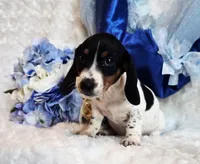 Goose, a male Miniature Dachshund for sale in Belgrade, MN – 2 of 8