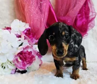 Wendy, a female Miniature Dachshund for sale in Belgrade, MN – 6 of 9