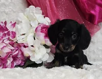 Lady bug, a female Miniature Dachshund for sale in Belgrade, MN – Photo 3 of 10