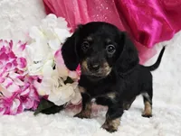 Lady bug, a female Miniature Dachshund for sale in Belgrade, MN – Photo 9 of 10
