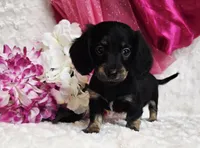 Lady bug, a female Miniature Dachshund for sale in Belgrade, MN – Photo 4 of 10