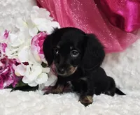 Lady bug, a female Miniature Dachshund for sale in Belgrade, MN – Photo 1 of 10