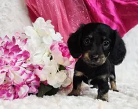 Lady bug, a female Miniature Dachshund for sale in Belgrade, MN – Photo 8 of 10