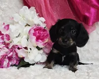 Lady bug, a female Miniature Dachshund for sale in Belgrade, MN – Photo 6 of 10