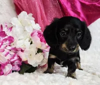 Lady bug, a female Miniature Dachshund for sale in Belgrade, MN – Photo 10 of 10