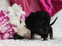 Lady bug, a female Miniature Dachshund for sale in Belgrade, MN – Photo 7 of 10