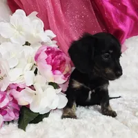 Lady bug, a female Miniature Dachshund for sale in Belgrade, MN – Photo 5 of 10