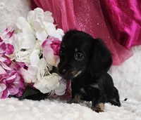 Lady bug, a female Miniature Dachshund for sale in Belgrade, MN – Photo 2 of 10