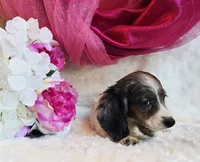 Jewels , a female Miniature Dachshund for sale in Belgrade, MN – 9 of 10
